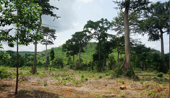 Réhabilitation des forêts naturelles dégradées