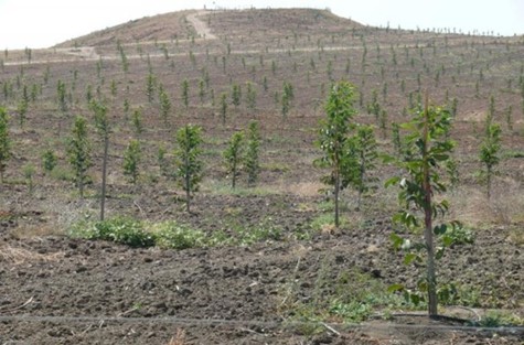 Photo : GUINÉE : Le gouvernement s'engage à reboiser 6 000 hectares de terres en 2022