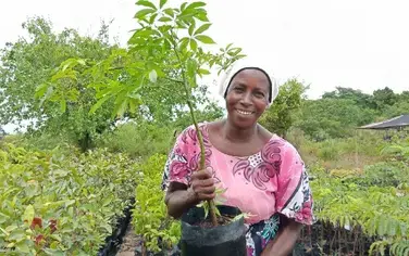 Plantation d’enrichissement dans le complexe kenyan de Buda et l’écosystème de Shimba hills