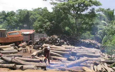 Sénégal : l’Etat agit contre la coupe illicite de bois