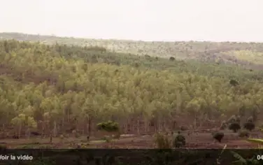 Des objectifs ambitieux pour la reforestation au Rwanda