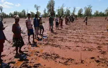 Restauration de mangroves réussie à Boeny, à Madagascar