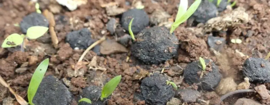 Seedballs Kenya: A thriving restoration enterprise changing the charcoal industry