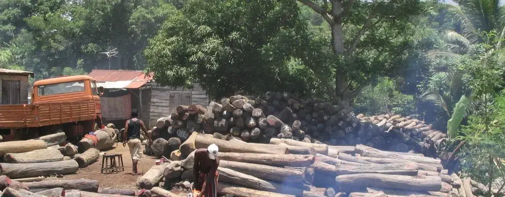 Senegal: The State fights illegal logging