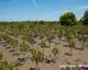 Mangroves restoration in Madagascar