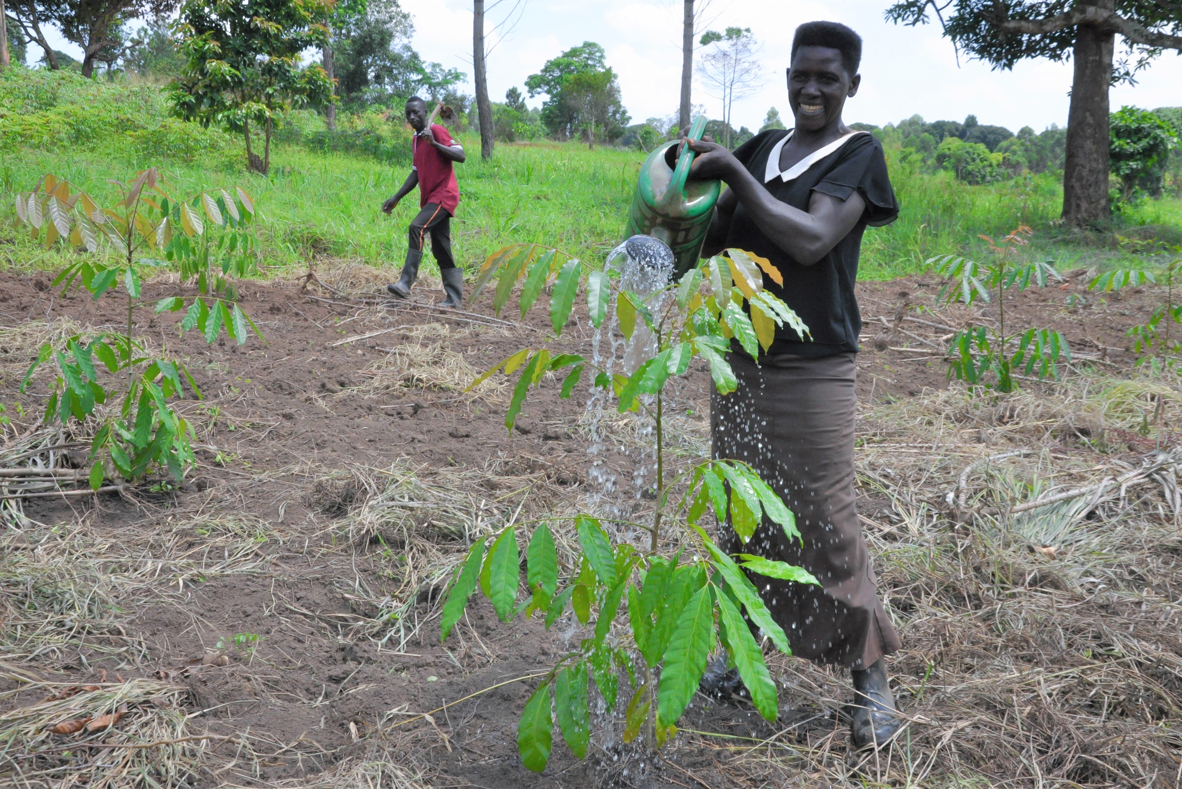 A lady in Birungu parish watering tree seedlings for their survival