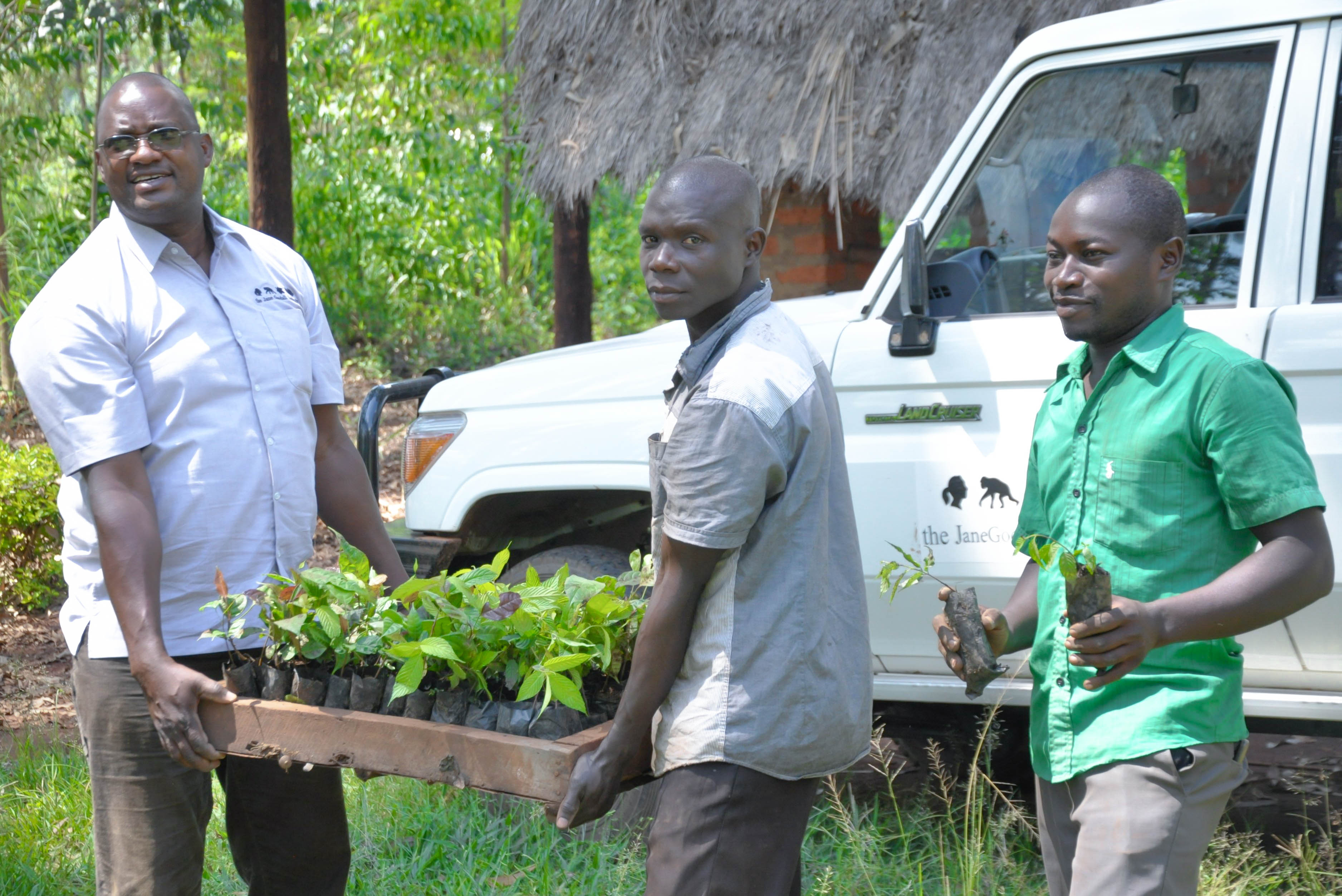 Distribution of tree seedlings to communities in Kibanjwa parish