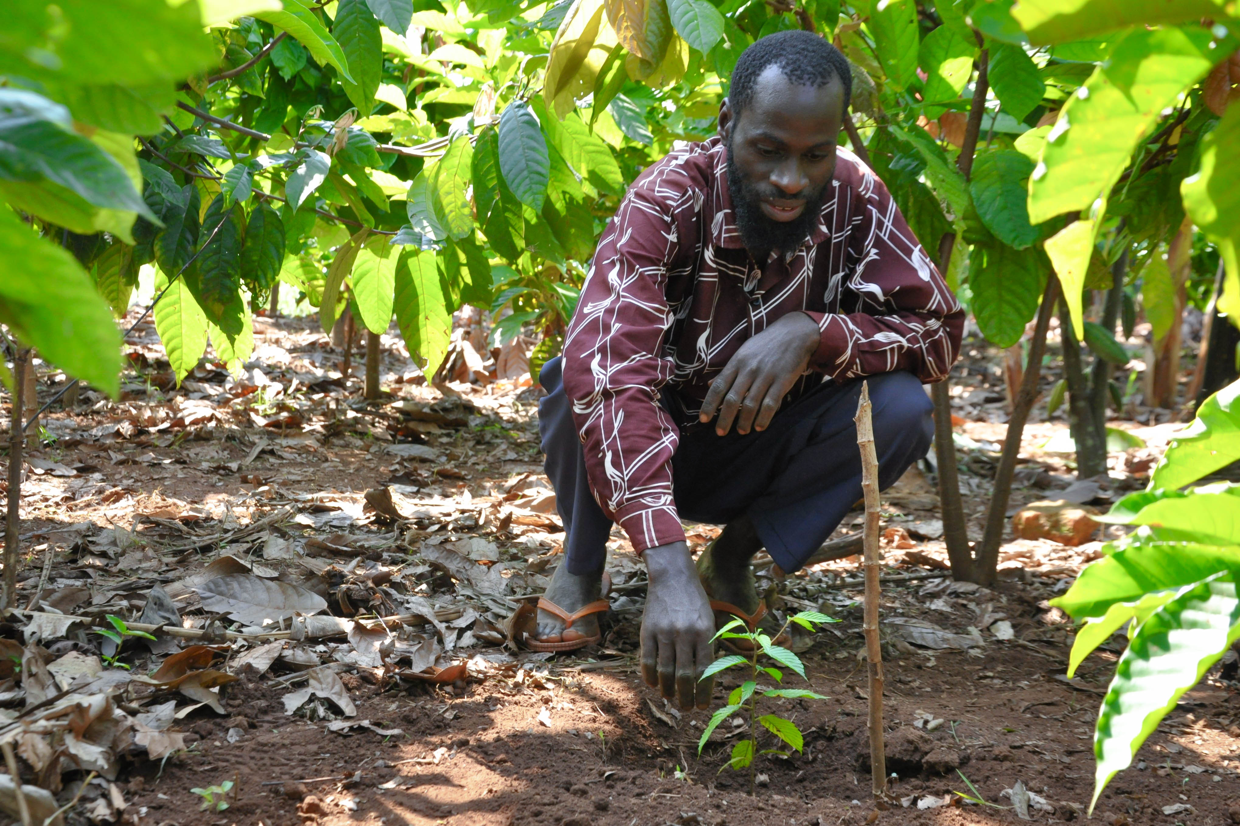 Mr. Byaruhanga carrying out agro-forestry on his land in Birungu parish