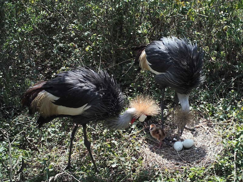 The population of Grey Crowned Cranes is rising again