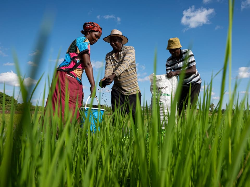 Farmers from Kenya applying organic fertilizer on the farm