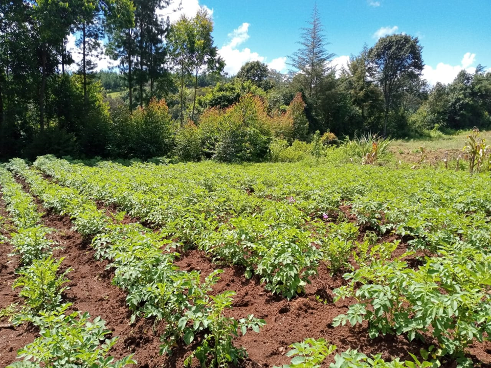 Harnessing Technology For Climate-Resilient Farmers in Kenya
