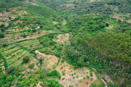 Afforestation and reforestation of natural forests