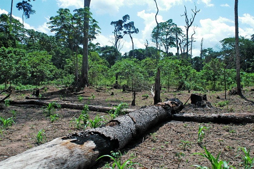 Deforestation in Dzanga-Ndoki National Park, CAR