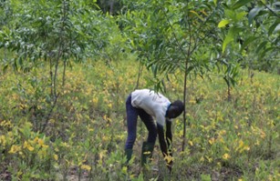 Agroforestry in Benin