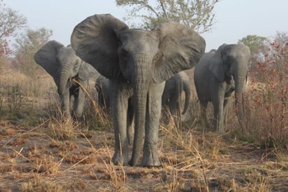 Image-elephants