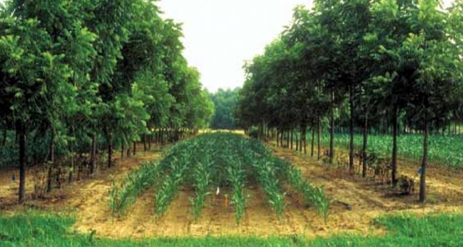 Image_Agroforestry