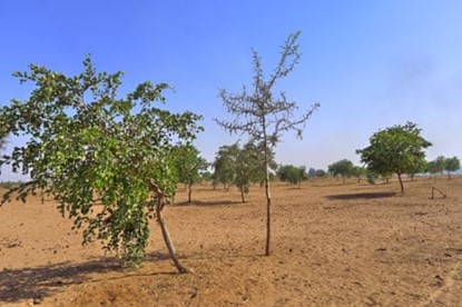 Reforestation in Senegal
