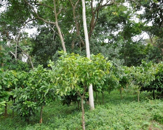 Agroforestry  in Cameroon
