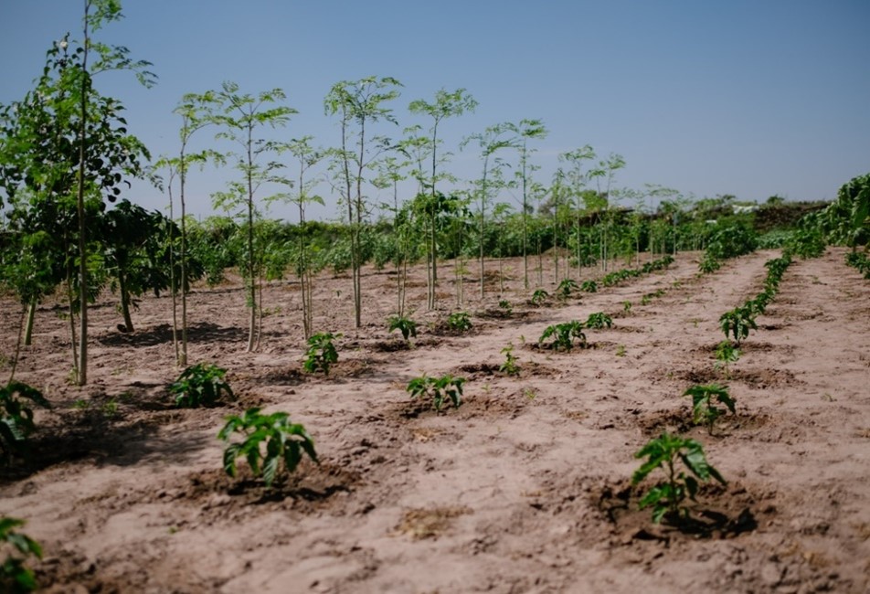Agroforestry in Senegal