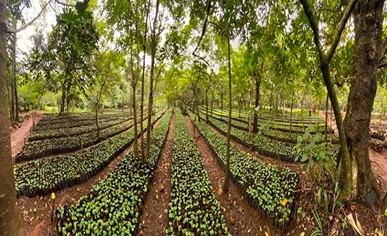 Photo: agroforestry trees with Coffee bushes 