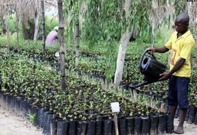 Photo: Forest Carbon Partnership Facility/Mozambique