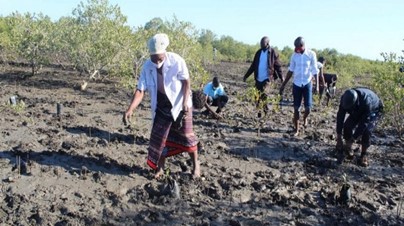 Photo: Restoration activities of Mangroves in Mozambique
