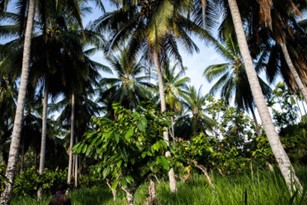 Photo : Cacao, cocotiers et palmiers d'arec poussant ensemble