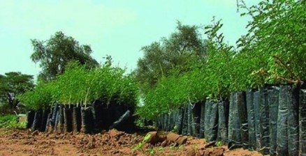 Green Sahel Reforestation