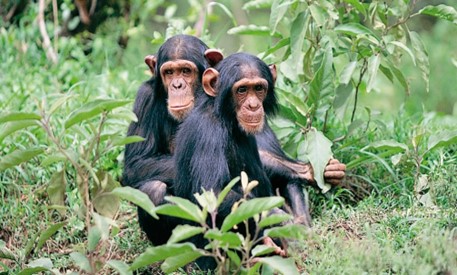 Photo. The Middle Bafing National Park. A new protected area for 4,000 chimpanzees in Guinea