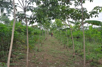 Agroforestry in Nigeria