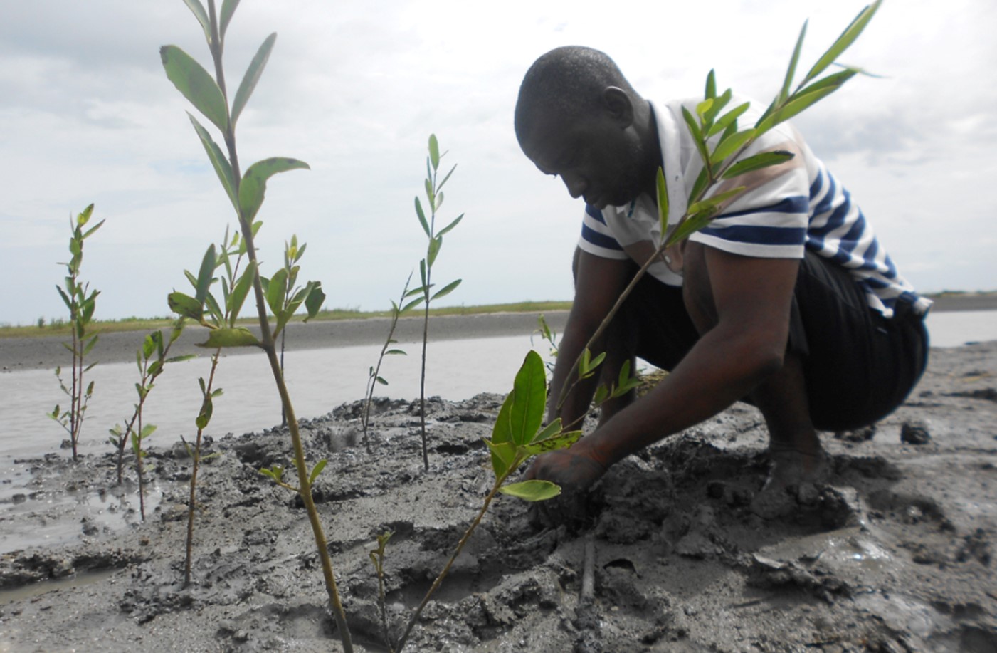 Photo : 4,125 mangrove trees have been planted near Boffa in Guinea