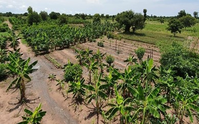  In the Doba region of Chad, Kam Rigne Laossi, a young agronomist has successfully grown pineapples and cocoa in arid land. Thanks to the practice of agroforestry, his Nova farm has introduced a whole series of new plants to Chad: guavas, papaya or sweet banana.