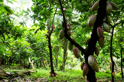 Photo: Supporting the cocoa sector through agroforestry in Togo