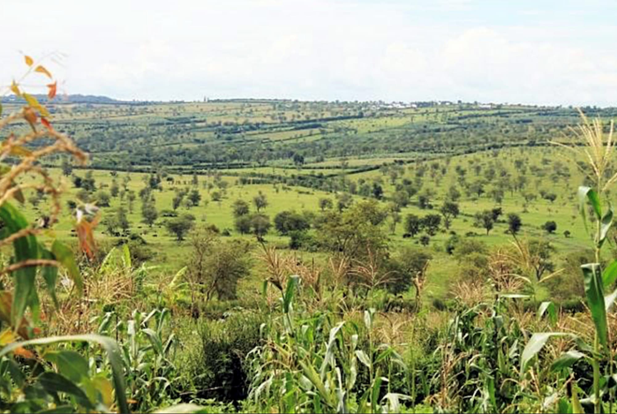 Agroforestry practice