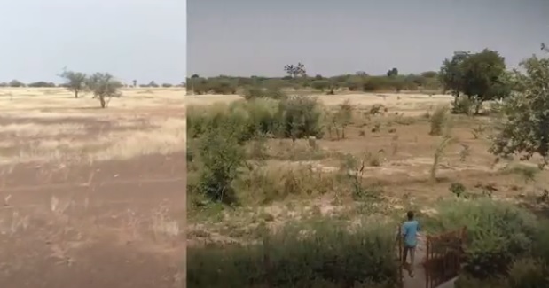 Afforestation in Sudan