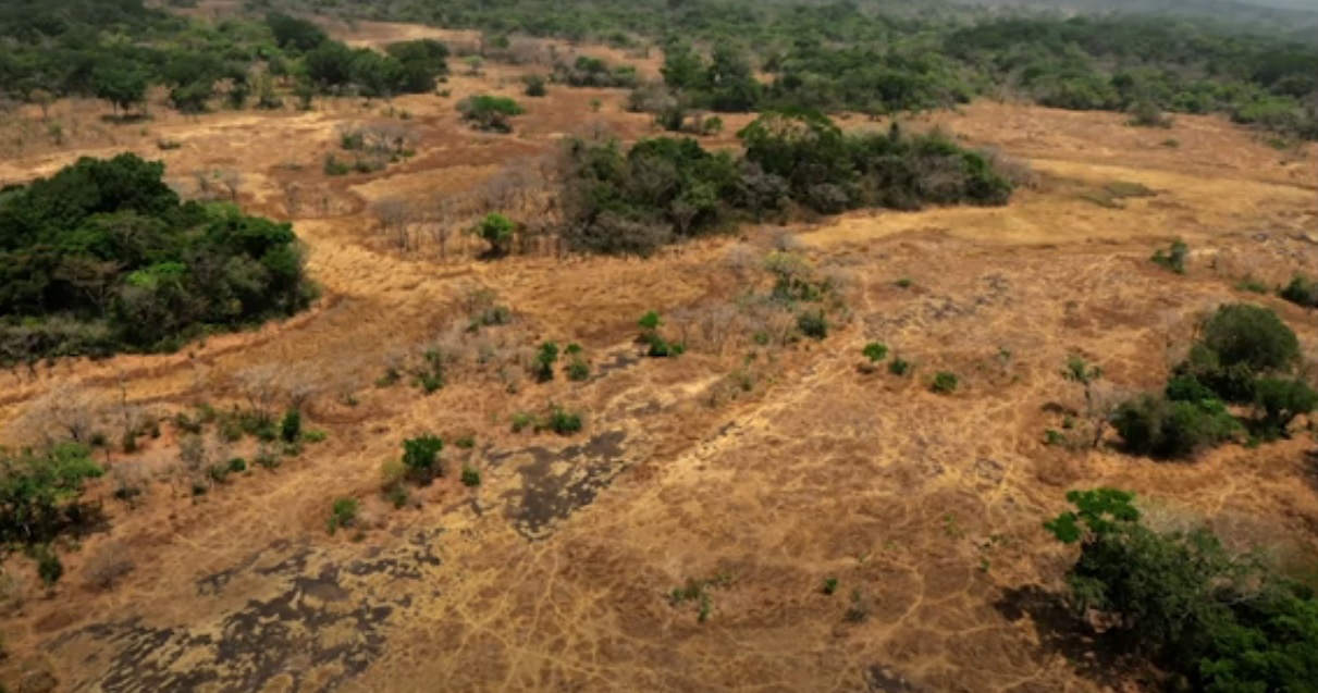 Establishment of secondary forests on degraded lands