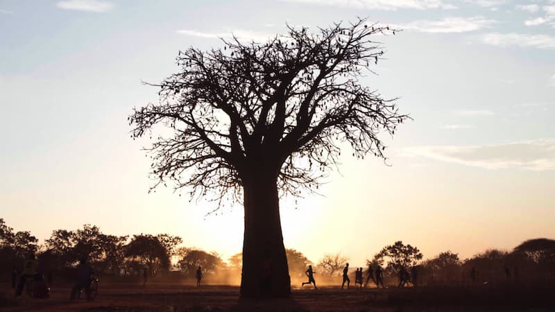 Baoba tree