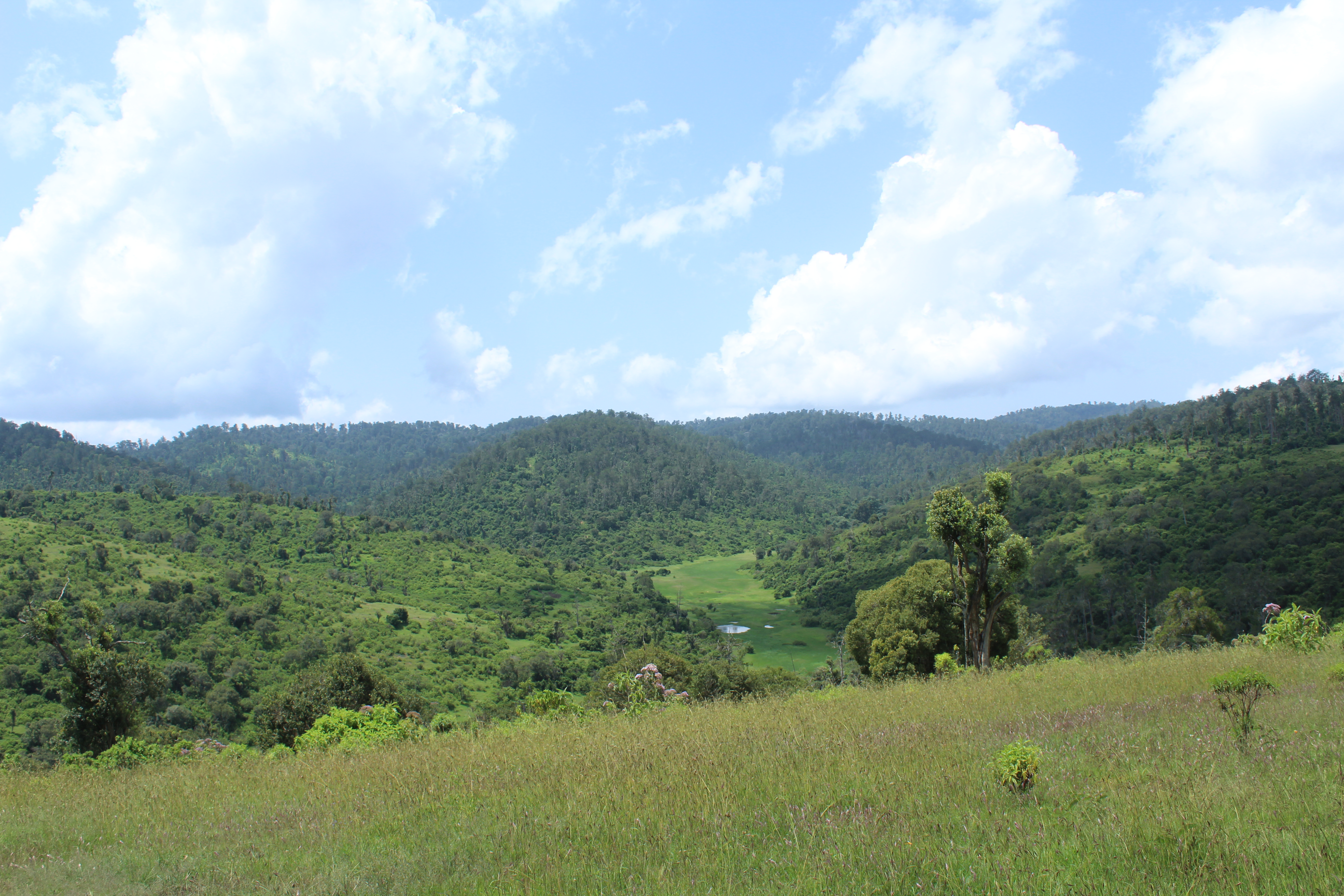 A section of Kirisia Forest , Samburu County