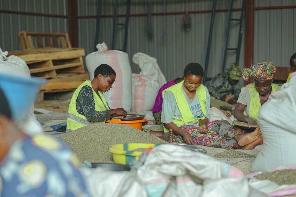 Members of the cooperative sorting coffee at its factory. Photo credit: COCAT
