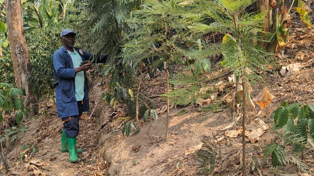 Ignace TWAGIRUMUKIZA member of Inshuti z’Ibidukikije checking the tree growth. Credit: RWARRI