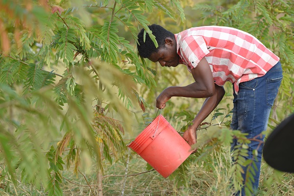 A man waters young trees in Malawi.