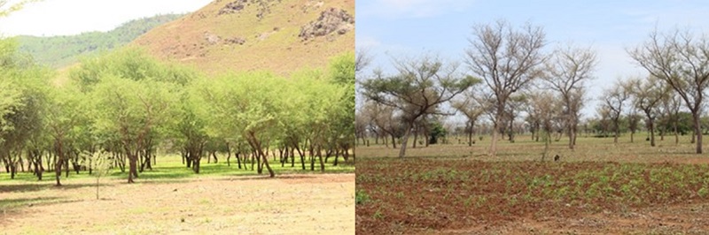 Ousman Dandi’s lands, where he planted Acacia Senegal and Faidherbia Albida trees on 15ha
