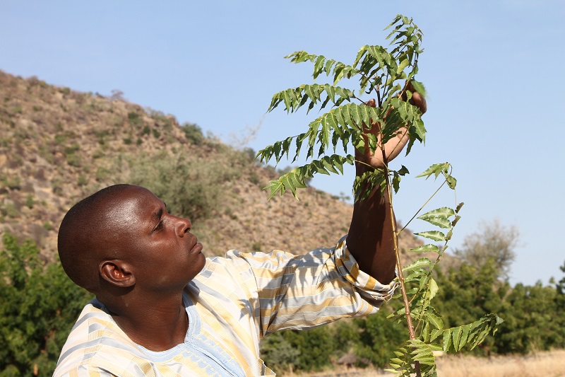 Bimindif Jonas caring for a sapling