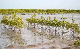 Restauration des Mangroves