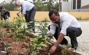 Ethiopia plants more than 350 million trees in 12 hours