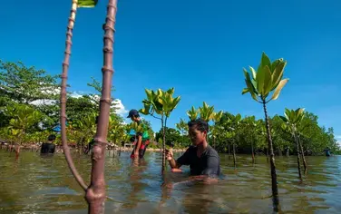 Can planting billions of trees save the planet?