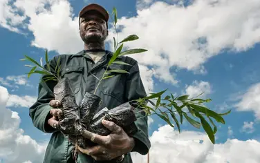 Revitalisation des terres dégradées du bassin du Congo