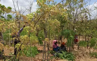 Malawi Turns a Corner on Solving Its Deforestation Crisis