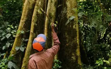 Une Start-Up Plante Des Arbres Et Présente 4 Étapes Pour Lever Des Capitaux Pour La Restauration