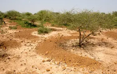 How do you stop the desert? Niger may have the answer